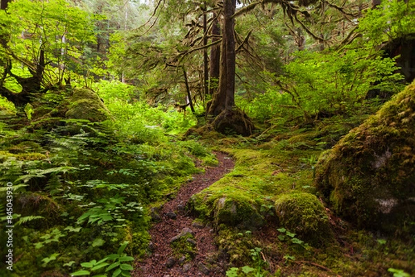 Obraz Path in the rainforest
