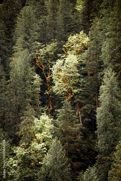Obraz Sunlit forests