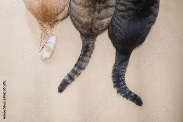 Obraz 3匹のしっぽ