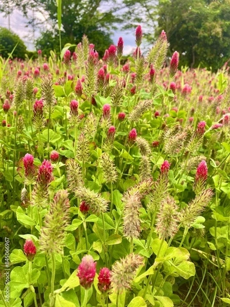 Obraz 赤い花のある風景