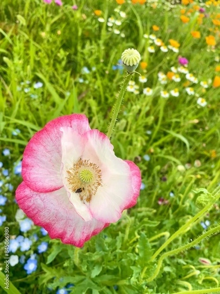 Obraz ポピーの赤い花と花畑