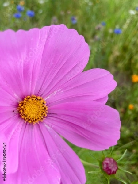 Obraz ピンク色のコスモスが咲いています