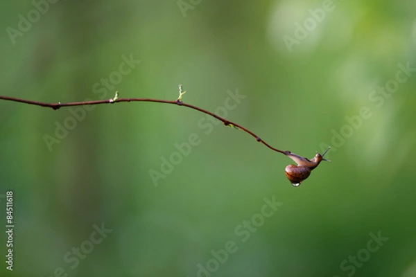Obraz Snail after rain