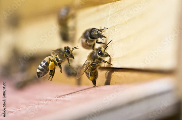 Obraz Honigbiene