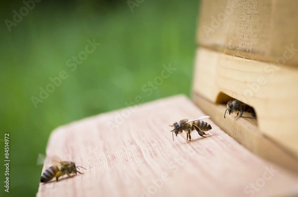 Obraz Honigbiene