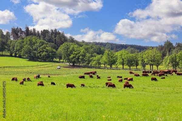 Obraz Hereford cattle summer grazing in lush green pasture under beautiful sky in the Finnish countryside.