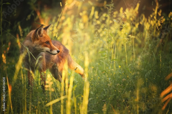 Obraz Fox w letnim lesie