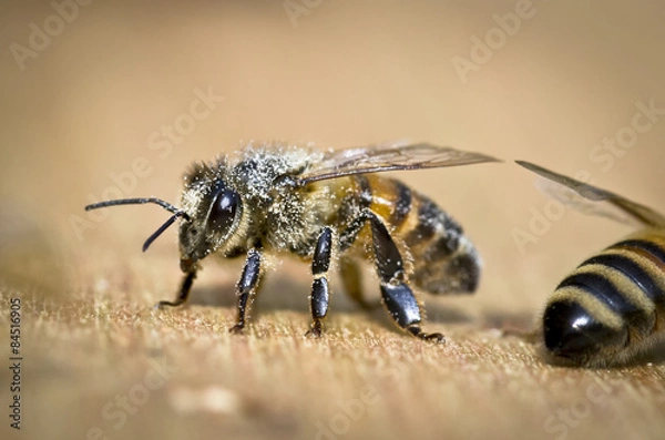 Obraz Biene bei der Arbeit