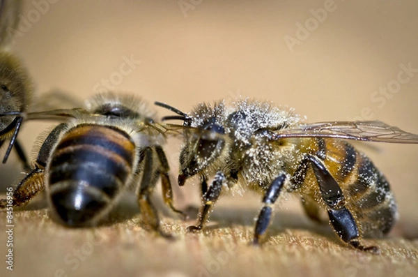 Obraz Bienen bei der Arbeit