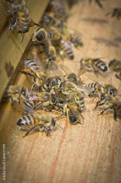 Obraz Bienen bei der Arbeit