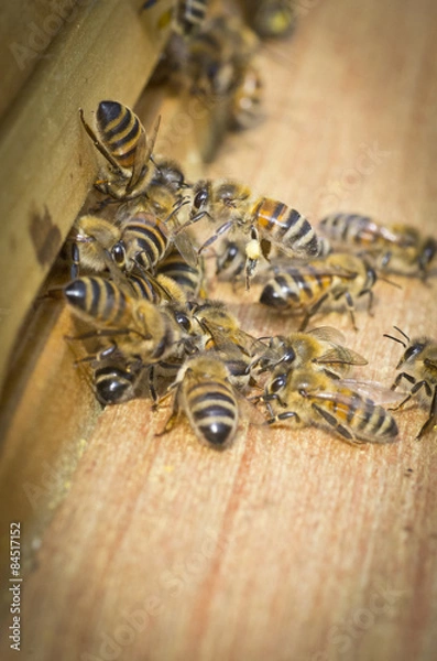 Obraz Bienen bei der Arbeit