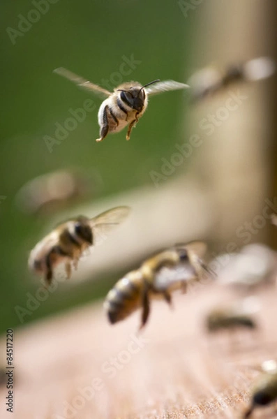 Obraz Bienen bei der Arbeit