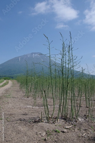 Fototapeta 羊蹄山に麓に広がるアスパラガス畑