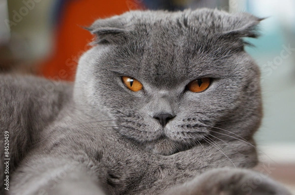 Obraz Scottish fold cat sitting on a scratching post