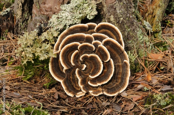 Fototapeta Trametes versicolor, znany również jako Coriolus versicolor i Polyporus versicolor