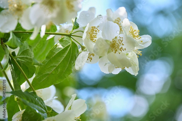 Obraz バイカウツギ / Japanese mock orange