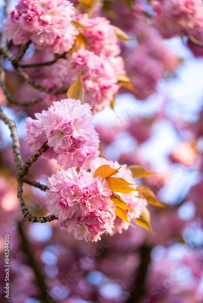Obraz Sakura. Beautiful background with flowers. Mother's day card. Sakura blossoms. It's spring. It's summer. Beautiful cherry blossoms