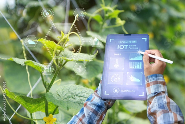 Obraz Smart farmer or organic farming 
Check quality control of fresh green vegetable products Concept of digital information technology for smart agriculture