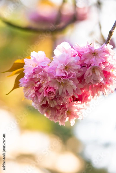 Obraz Sakura. Beautiful background with flowers. Mother's day card. Sakura blossoms. It's spring. It's summer. Beautiful cherry blossoms