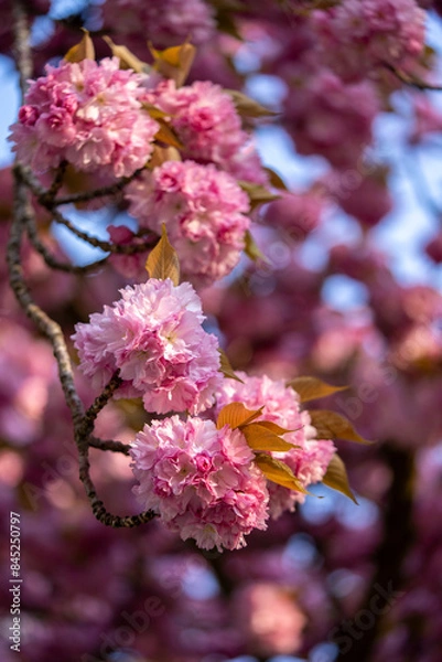 Obraz Sakura. Beautiful background with flowers. Mother's day card. Sakura blossoms. It's spring. It's summer. Beautiful cherry blossoms
