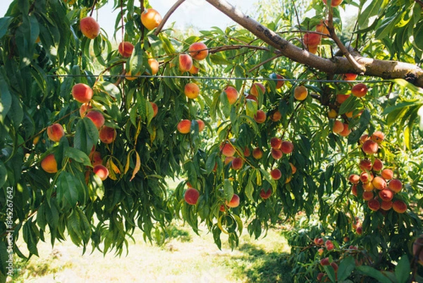 Fototapeta Peach tree strewn with ripe fragrant peaches close-up photo