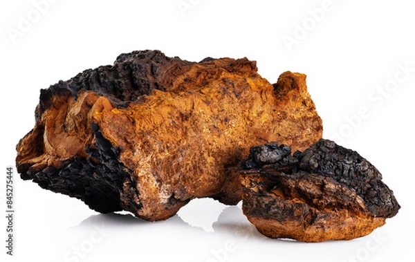 Fototapeta Chaga mushroom pieces isolated on white background. With clipping path.