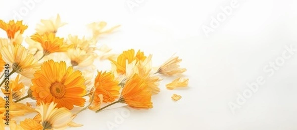 Fototapeta Copy space image of dried calendula flowers on a light background These flowers possess medicinal properties including bactericidal and anti inflammatory effects