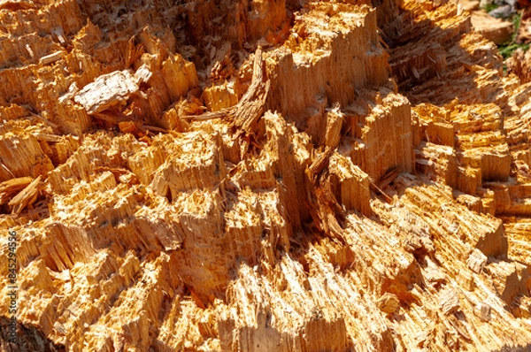 Obraz Texture of a broken tree trunk. Tree structure.