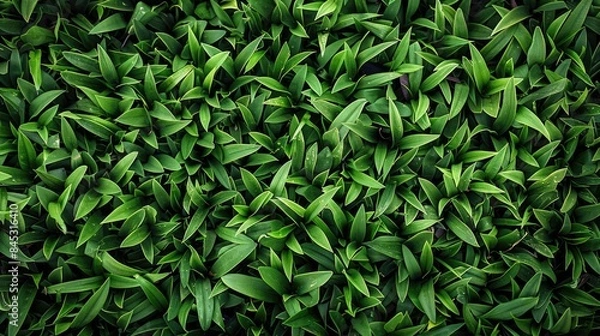 Fototapeta Grass texture or grass backdrop for designing