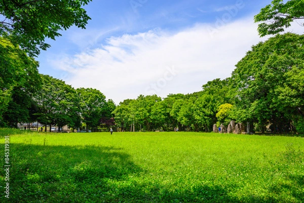 Fototapeta 緑の芝生の広い公園の風景