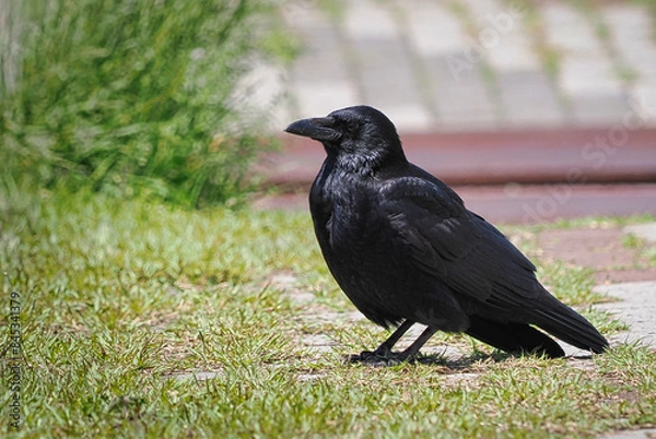 Fototapeta ハシボソガラス一羽