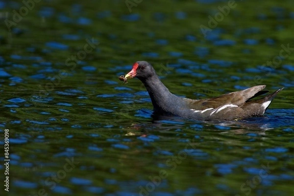 Obraz Common moorhen in the water 