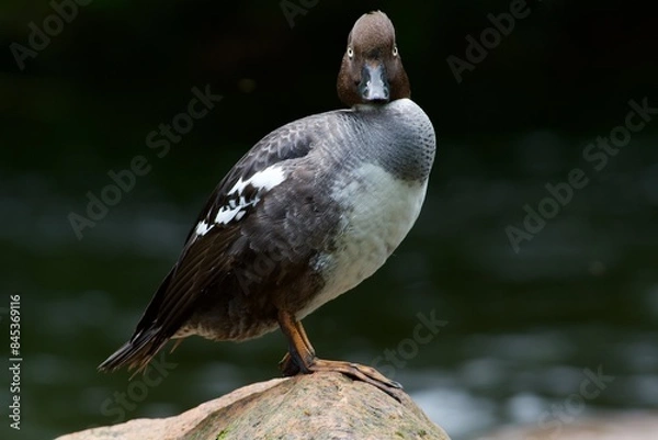 Obraz Common goldeneye on a stone 