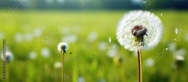 Obraz dandelion flower in green meadow. Creative banner. Copyspace image