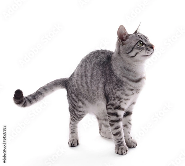 Fototapeta Beautiful cat isolated on white