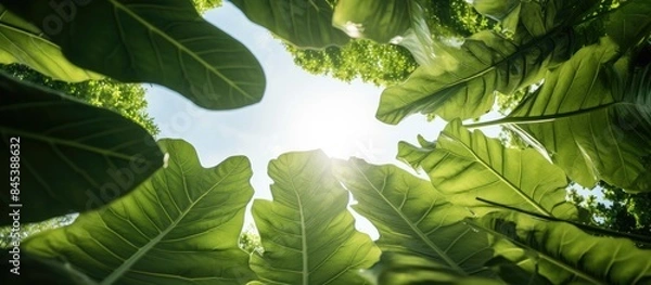 Fototapeta View up through a big green leaf. Creative banner. Copyspace image