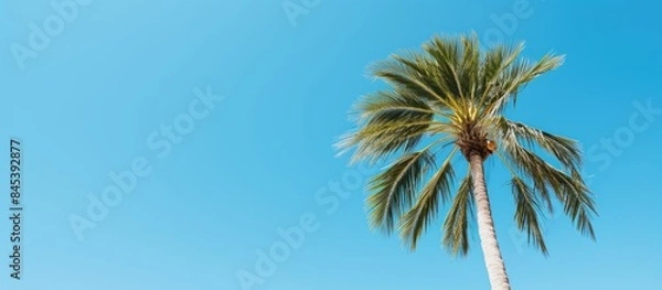 Fototapeta palm tree on background of blue sky. Creative banner. Copyspace image