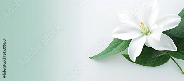 Fototapeta white flower green leaf background. Creative banner. Copyspace image