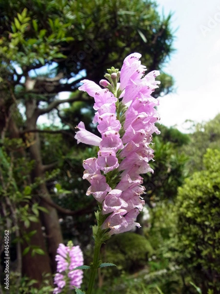 Fototapeta 大きく口をあける金魚草