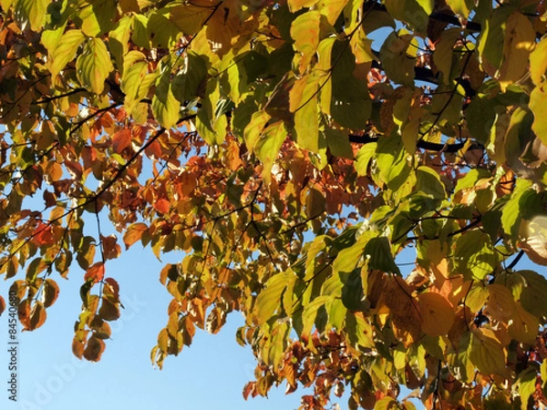 Fototapeta ハナミズキの黄葉