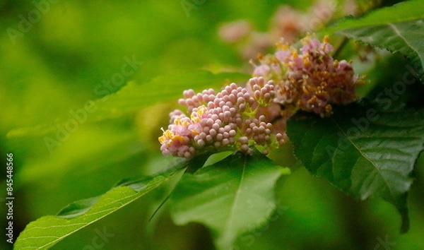 Fototapeta ピンク色のムラサキシキブの花のクローズアップ