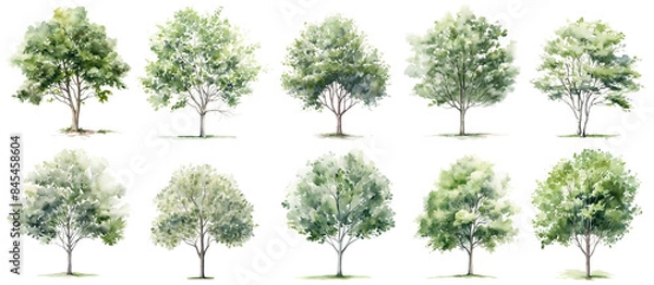 Obraz A collection of ten watercolor drawings depicting different varieties of deciduous trees with green foliage, all rendered with intricate detail and realistic coloring