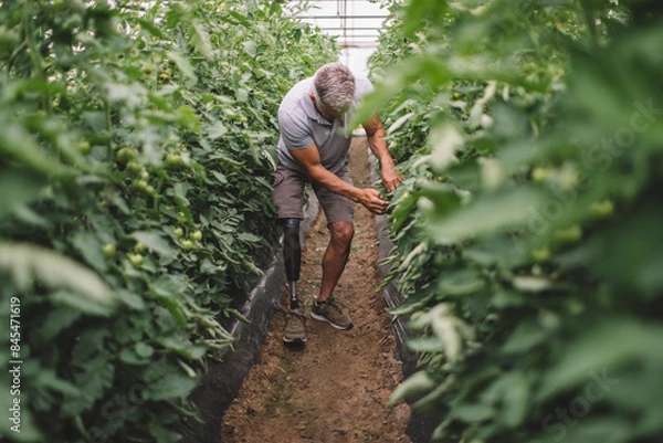Fototapeta Amputee with his prosthetic leg working in tomato plant