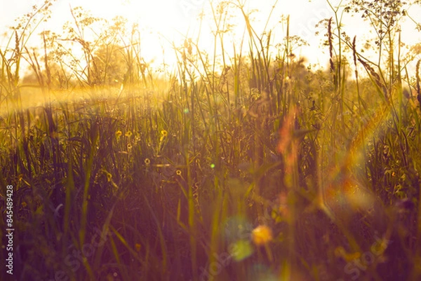 Obraz Countryside, wild field at sunset