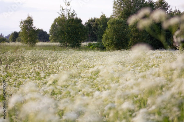 Obraz Countryside, wild field at sunset