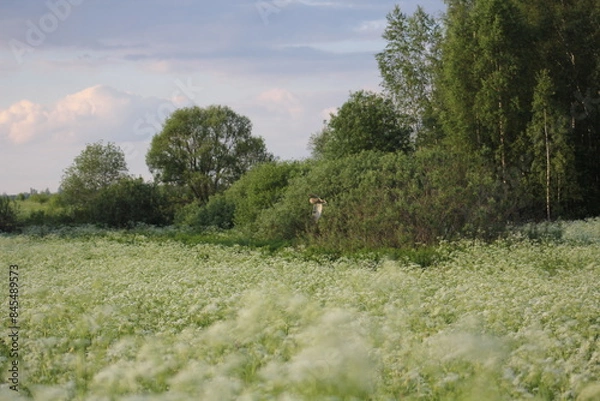 Obraz Countryside, wild field at sunset