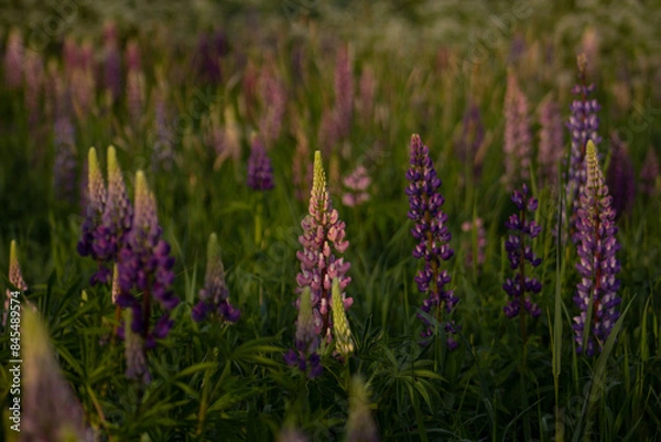 Obraz Countryside, wild field at sunset