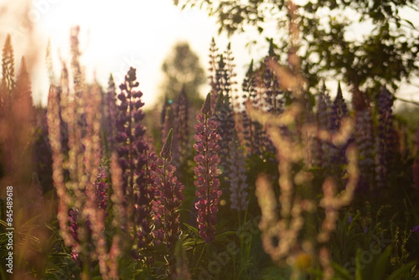 Obraz Wild field with lupins flowers at sunset