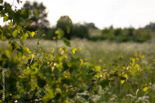 Obraz Countryside, wild field at sunset