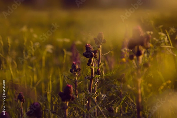 Obraz Countryside, wild field at sunset